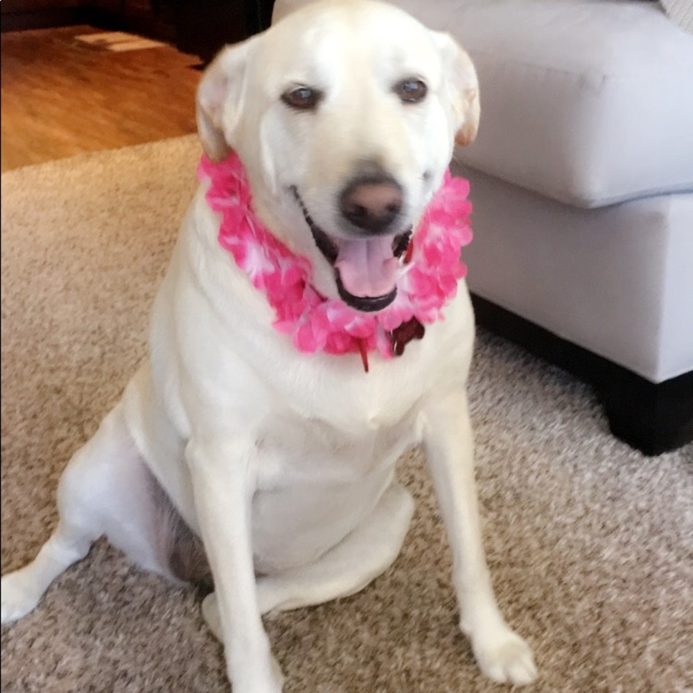Meet your Posher, Lola